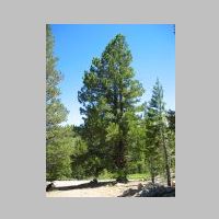 Washoe Pine2.JPG